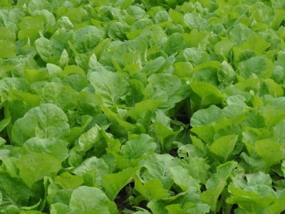 彩虹雨 北京农场有机小白菜250g有机