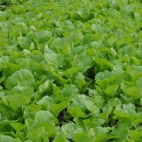 彩虹雨 北京农场有机小白菜250g有机蔬菜生鲜