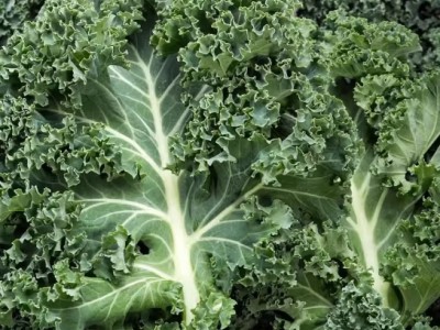 羽衣甘蓝新鲜蔬菜食用榨汁烤片健身