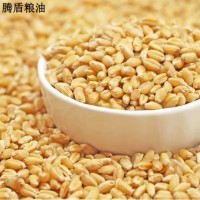 特产优联带皮小麦粒斤杂粮农家自产磨面做麦酱发麦苗小麦草种子麦子 带皮小麦米250g