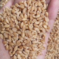 小麦粒100斤酿酒好粮东北麦子50kg喂鸡鸽粮5斤鸟食20斤 普通小麦粒5斤
